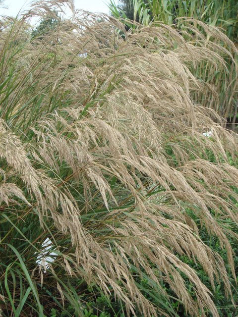 Stipa calamagrostis fleur